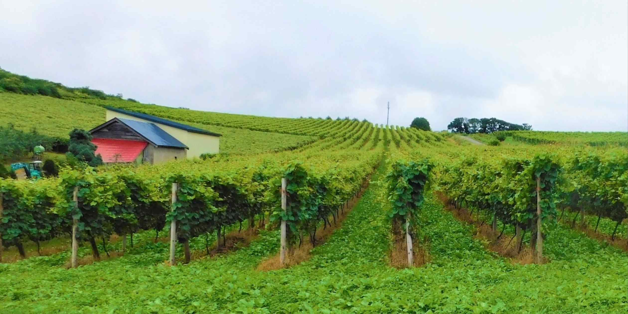 France's Gevrey-Chambertin partners with up-and-coming Japan wine region